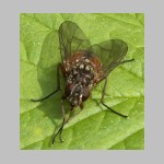 Phaonia sp - Echte Fliege w02a.jpg